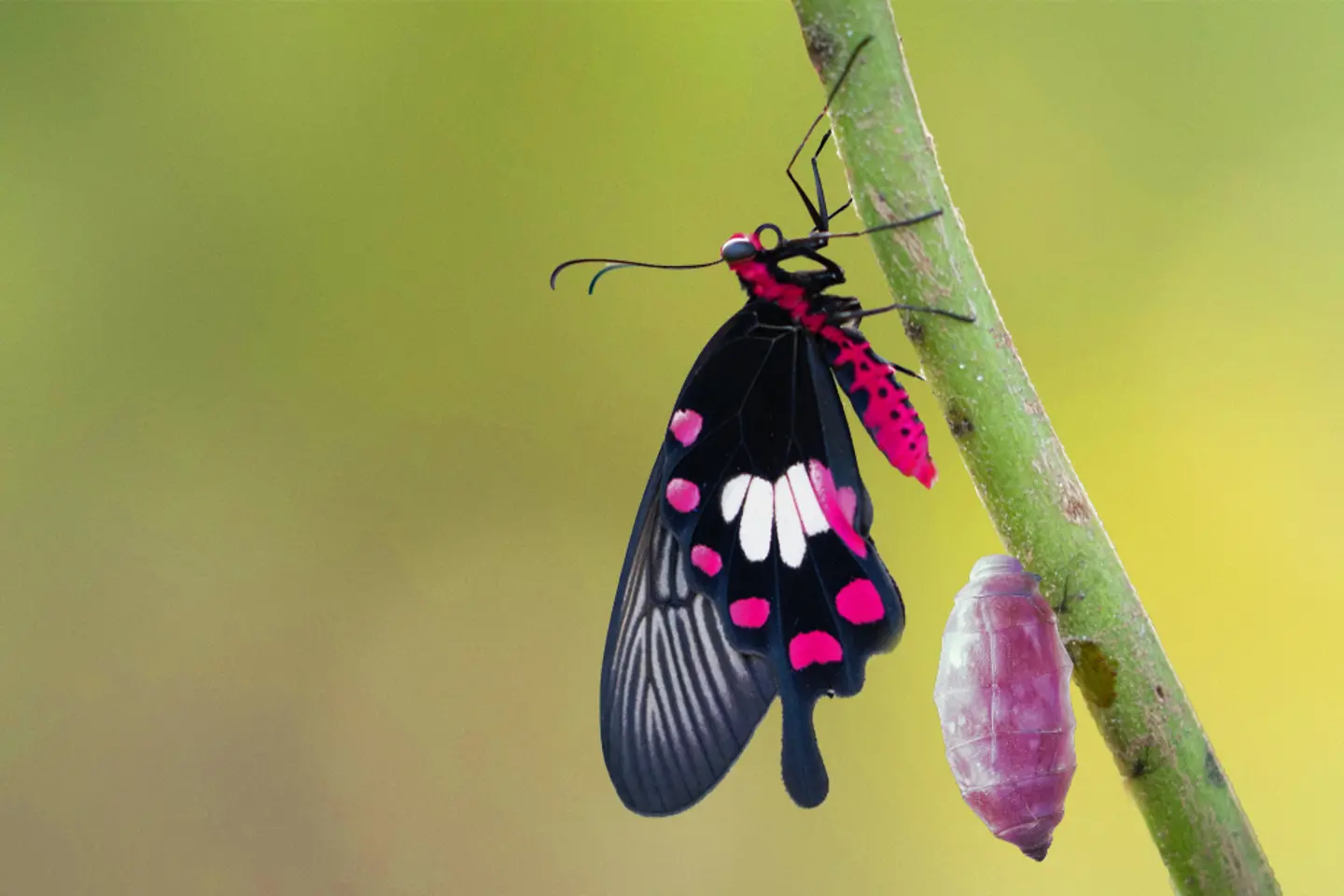 Imagem gerada por IA - Metamorfose da borboleta rosa comum a partir do casulo, pupa