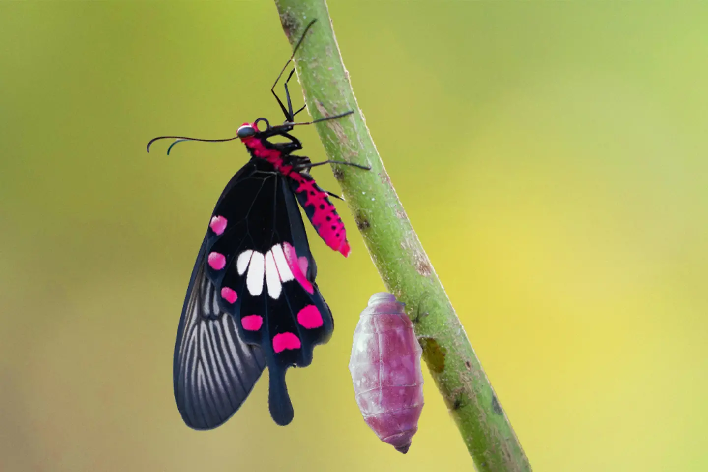 KI-generiertes Bild - Verwandlung des Gemeinen Rosenschmetterlings aus dem Kokon, Puppe